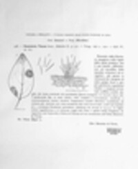 Ramularia vincae image
